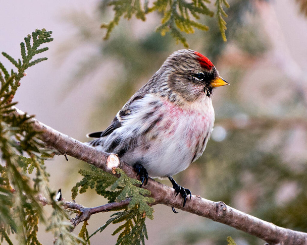 Red poll close-up profile view, perched on a cedar branch tree with a blur background in its environment and habitat. Image. Picture. Portrait. Red poll Stock Photo. - Foto, Imagem
