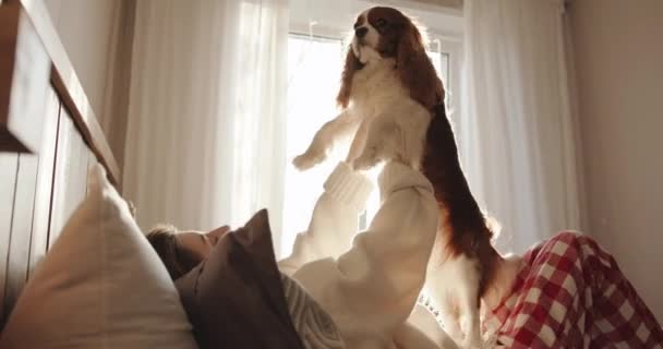 Ένα ευχάριστο νεαρό κορίτσι ξαπλώνει σε μαξιλάρια σε ένα κρεβάτι σε ένα ηλιόλουστο δωμάτιο και παίζει με το σκύλο της κρατώντας το σε τεντωμένα χέρια - Πλάνα, βίντεο