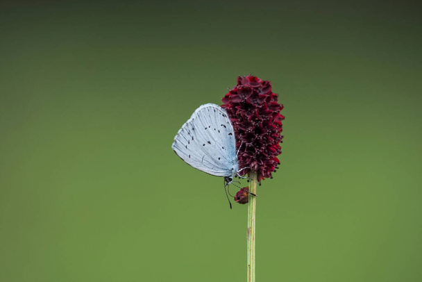 Le bleu houx (Celastrina argiolus) est un papillon de la famille des lycénidés ou blues originaire d'Eurasie et d'Amérique du Nord. , photo béatifique - Photo, image