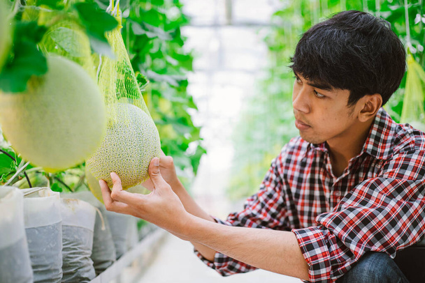 El granjero sosteniendo melón en la granja de melón en una casa de plástico   - Foto, Imagen
