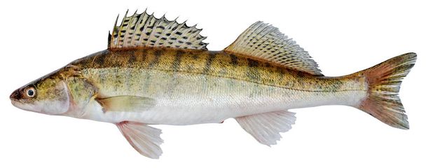 ザンダー川の魚。白い背景に孤立したパイク・パーチ・フィッシュ - 写真・画像