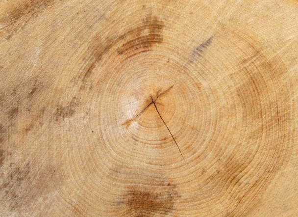 Close-up van een doorsnede van een boomstronk met verouderende cirkels - Foto, afbeelding