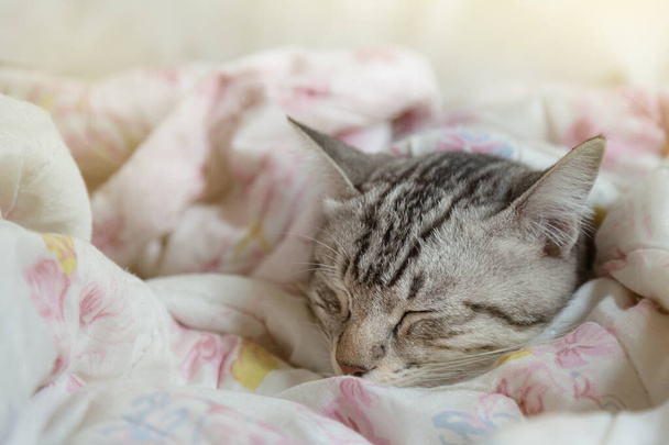 τεμπέλης νεαρός Αμερικανός Shorthair γάτα κοιμάται σε γλυκιά κουβέρτα με ζεστό ηλιακό φως το χειμώνα στο υπνοδωμάτιο την Κυριακή το πρωί. έννοια του τρόπου ζωής των ζώων συντροφιάς - Φωτογραφία, εικόνα