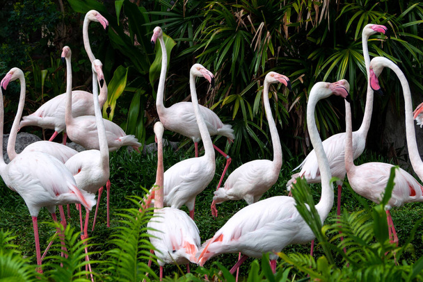 beautiful flock of flamingos is standing and relaxing in the wild at national park, pink big bird greater flamingo. Phoenicopterus rubber. animal and nature concept. - Photo, Image