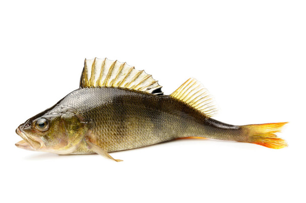 Roher Fisch isoliert auf weißem Hintergrund. Frischer Barsch mit offenen Flossen - Foto, Bild