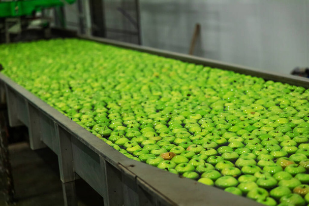 Trasporto di mele appena raccolte in una fabbrica alimentare per la vendita. Mela verde. - Foto, immagini