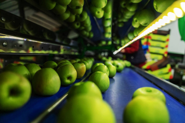 Mele verdi deliziose sulla linea di imballaggio al magazzino di frutta. Industria alimentare. - Foto, immagini