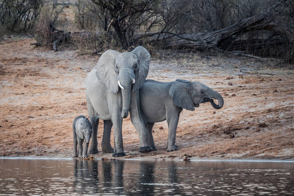 Родина слонів з немовлям стоїть на березі річки Окаванго в національному парку Бвабвата, Намібія, Африка, Кальф, Булл і Корова п "ють воду в Дуск - Фото, зображення
