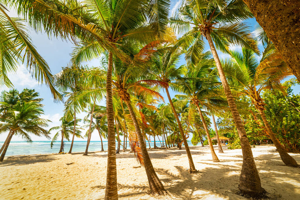Palmeiras na bela praia de Bois Jolan em Guadalupe, mar do Caribe - Foto, Imagem