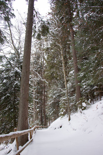 Valla de madera en la nieve y un camino que corre a lo largo del lago en el bosque. - Foto, imagen