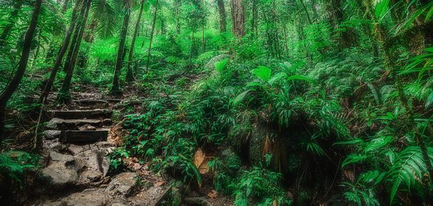 Rotsachtige treden in Basse Terre jungle in Guadeloupe, West-Indië. Kleine Antillen, Caribisch gebied - Foto, afbeelding