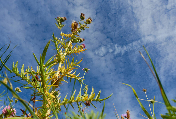 Große Ringdistel (Carduus) mit gelben und grünen Pflanzenblättern, die Blütenköpfe sind rund und violett, blauer Himmel mit weißen Wolken, Blick von unten. Deutschland, Schwäbische Alb. - Foto, Bild