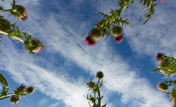 Lots of ring thistles (Carduus) from below, green plant leaves with sharp thorns, the flower heads are purple and white, blue sky with clouds. Germany, Swabian Alb. - Photo, Image