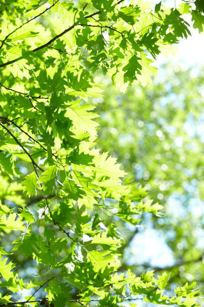 πράσινα φύλλα - Φωτογραφία, εικόνα