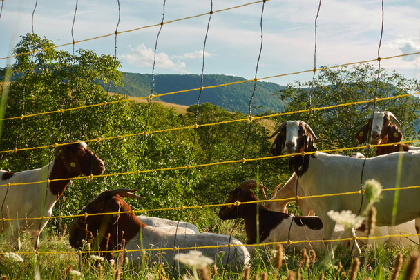 Several goats behind an electrically charged security fence, the grazing cattle have brown and white fur, green hills with many trees in the background. Germany, Baden Wuerttemberg. - Fotó, kép