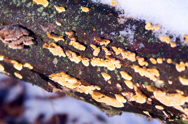 Fallen tree with tinder mushrooms close up - Photo, Image
