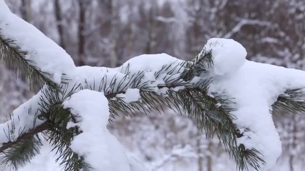 gałązki świerku w śniegu, las zimowy - Materiał filmowy, wideo