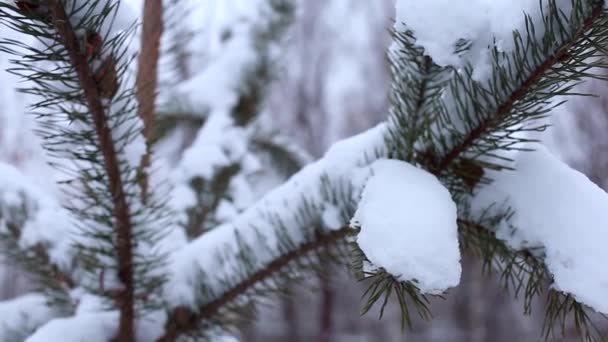 sparren takken in de sneeuw, winterbos - Video
