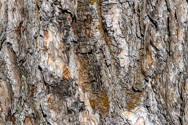 Corteccia di larice europeo (Larix decidua) - Foto, immagini