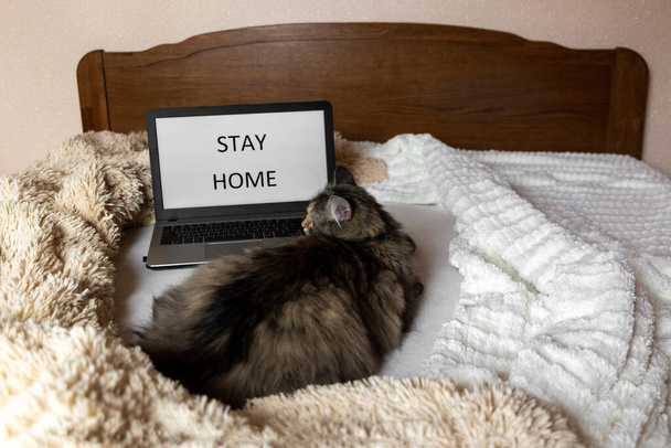 Cozy workplace on the bed, soft blankets ,fluffy cat and laptop with "Stay home" written on the screen - Foto, immagini