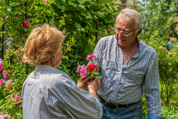 Idősebb boldog mosolygós férfi és nő pár rózsát vágott egy napsütéses napon. Tavaszi és nyári kertészet - Fotó, kép
