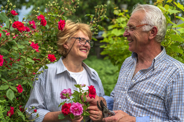 Idősebb boldog mosolygós férfi és nő pár rózsát vágott egy napsütéses napon. Tavaszi és nyári kertészet. - Fotó, kép