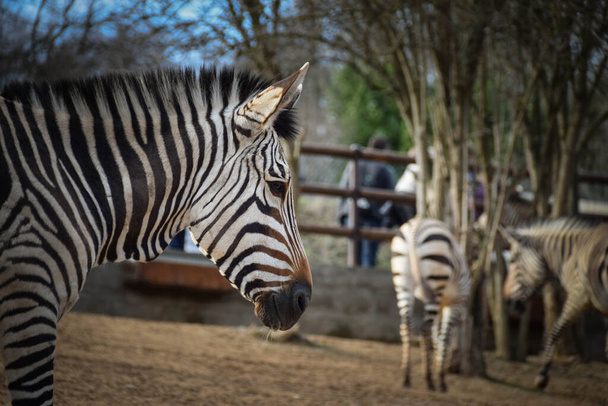 Zebra v Safari Zoo v Ústí. Krásný druh zebra. - Fotografie, Obrázek
