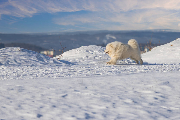 Samoyed - Samoyed bella razza siberiana cane bianco che corre nella neve. Ha la bocca aperta e sembra che stia ridendo. Sullo sfondo è un bel cielo blu. - Foto, immagini