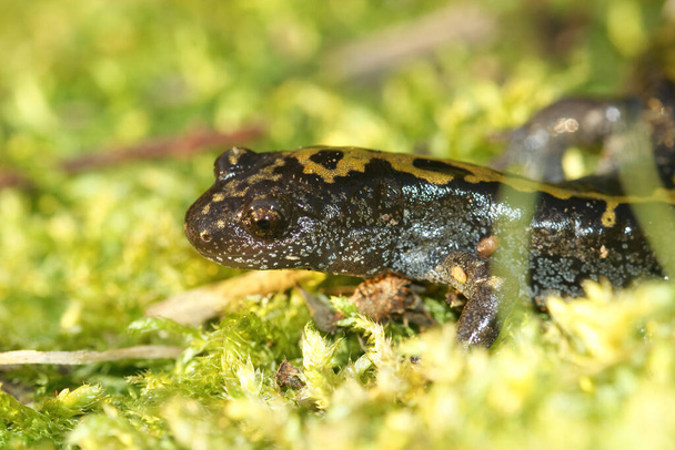 The longtoed salamander, Ambystoma macrodactylum from Oregon - Photo, Image