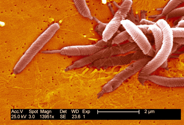 Flexispira-Rapini-Bakterien - Foto, Bild