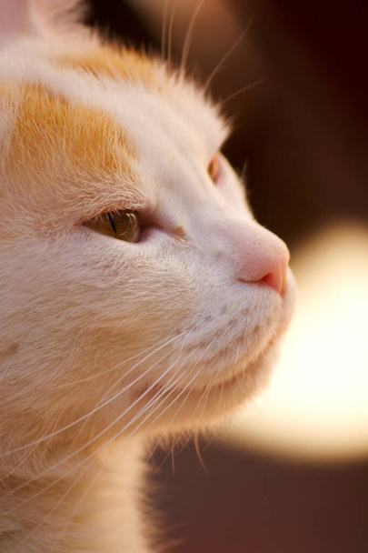 Fotografía de un gato blanco con manchas doradas en la cabeza que mira a la derecha de la imagen con fondo y espacio desenfocados. - Foto, imagen