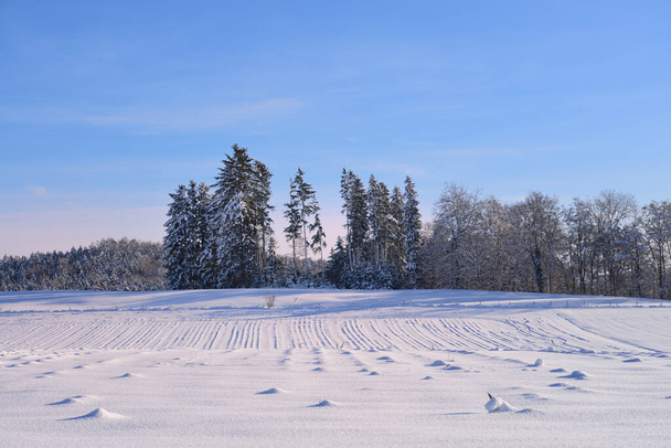 バイエルン州の裸の木と背景の青い空の前に足跡がある新鮮な雪の冬の風景 - 写真・画像