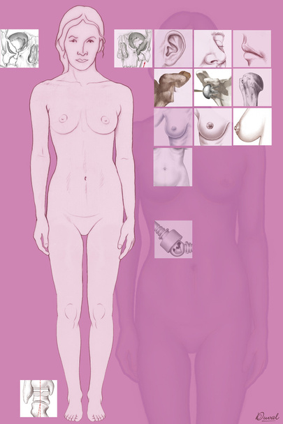 Anatomy illustration - Photo, Image