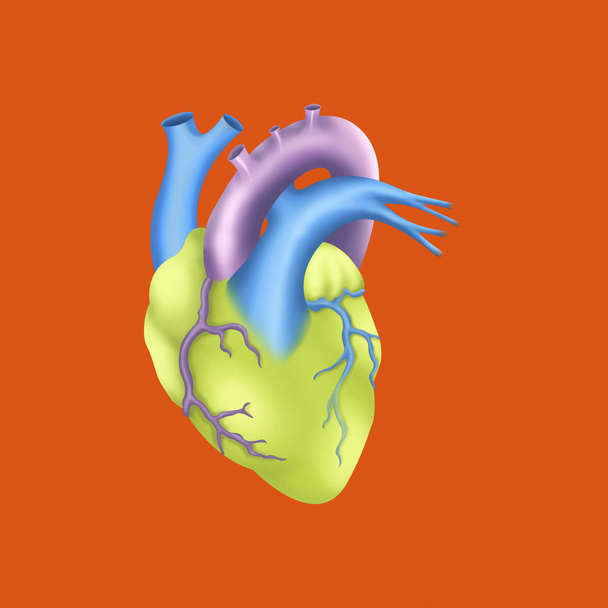 Ανθρώπινη καρδιά - Φωτογραφία, εικόνα