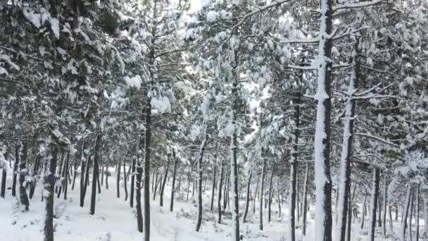 Árboles congelados nieve de invierno - Imágenes, Vídeo
