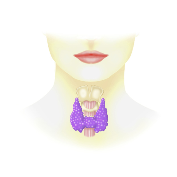 Tiroide humana
 - Foto, Imagem