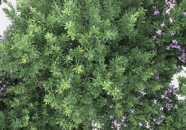 Hierba silvestre con flores aisladas sobre fondo gris. representación 3d - ilustración - Foto, imagen