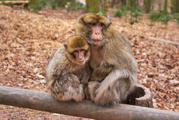 Dwa Barbary Macaque w zimie futra usiąść jeden przeciwko drugiemu na drewnianym barze - Zdjęcie, obraz
