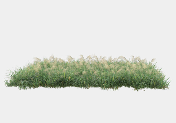 Hierba silvestre con flores aisladas sobre fondo gris. representación 3d - ilustración - Foto, imagen