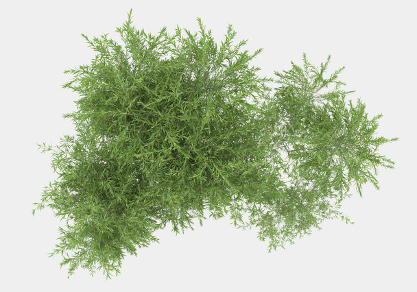 Wild grass with flowers isolated on grey background. 3d rendering - illustration - Photo, Image