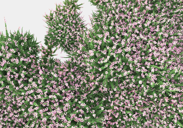 Wilde struik met bloemen geïsoleerd op grijze achtergrond. 3d weergave - illustratie - Foto, afbeelding