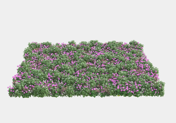 Wild bush with flowers isolated on grey background. 3d rendering - illustration - Photo, Image