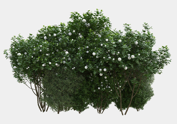 Arbusto silvestre con flores aisladas sobre fondo gris. representación 3d - ilustración - Foto, imagen
