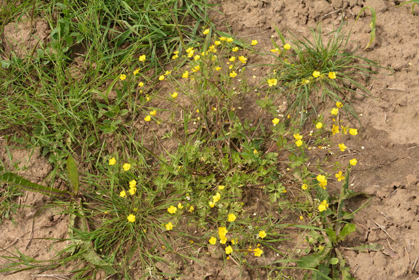 Yellow flowers branch on green grass background. Ranunculus acris, meadow buttercup, tall buttercup, common buttercup, giant buttercup - Photo, Image