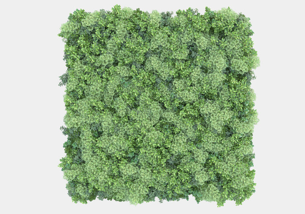 Arbusto silvestre con flores aisladas sobre fondo gris. representación 3d - ilustración - Foto, imagen