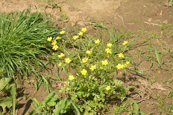 Ramo flores amarelas no fundo grama verde. Ranunculus acris, manteiga de prado, buttercup alto, buttercup comum, buttercup gigante - Foto, Imagem