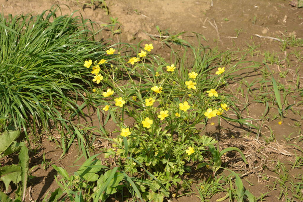 Fleurs jaunes branche sur fond d'herbe verte. Ranunculus acris, renoncule des prés, renoncule élevé, renoncule commun, renoncule géant - Photo, image
