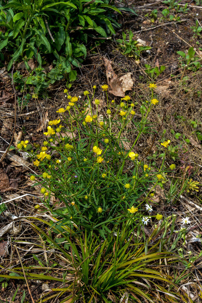 Rama de flores amarillas sobre fondo de hierba verde. Ranunculus acris, buttercup del prado, buttercup alto, buttercup común, buttercup gigante - Foto, imagen