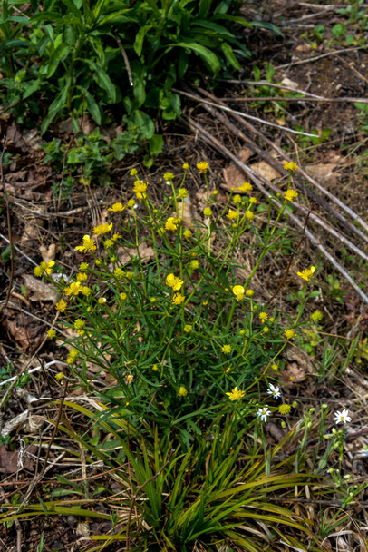 Yellow flowers branch on green grass background. Ranunculus acris, meadow buttercup, tall buttercup, common buttercup, giant buttercup - Photo, Image