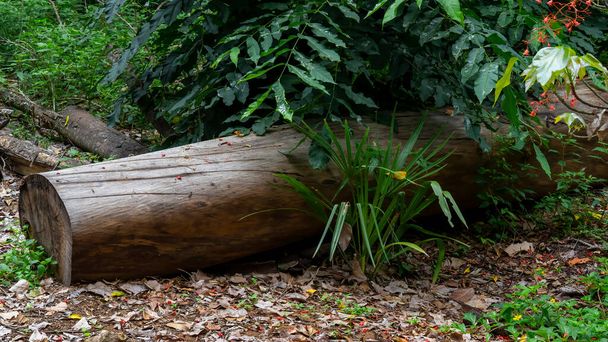 A felled tree trunk lying in the bush - 写真・画像